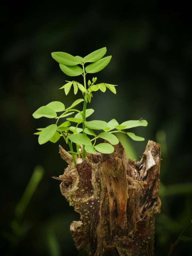 A bright green sapling growing out of the top of an old, weathered tree stump.